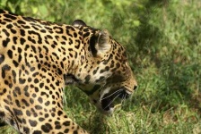 image of jaguar_car
