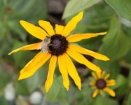 image of flower