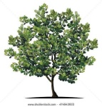 image of tree