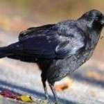 image of bird