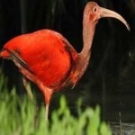 image of bird