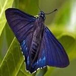 image of animal
