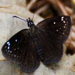 image of animal