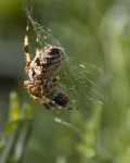 image of garden_spider