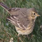 image of american_pipit #19