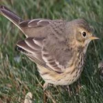 image of bird