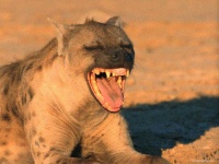 image of hyena #32