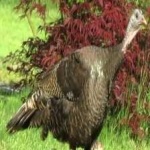 image of bird