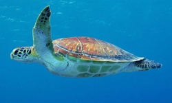 image of animal