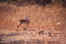 image of impala