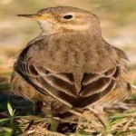 image of american_pipit #22