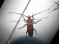image of long_horned_beetle