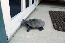 image of terrapin