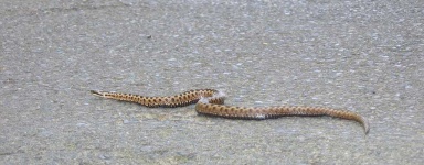 image of snake #19