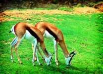 image of gazelle #0