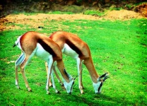 image of gazelle