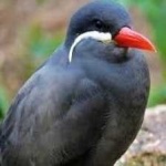 image of bird