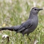 image of bird