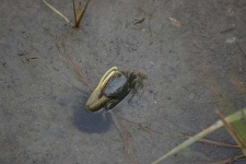 image of fiddler_crab