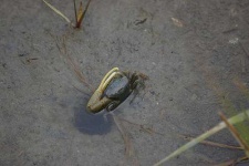 image of fiddler_crab #20