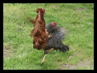 image of hen