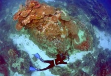 image of reef