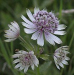 image of flower