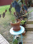 image of pot