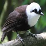 image of bird