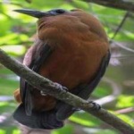 image of bird