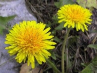 image of flower
