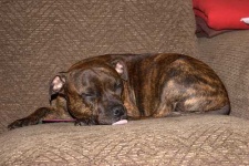 image of animal