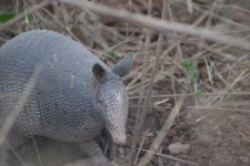 image of armadillo