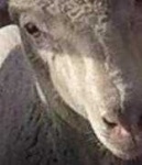 image of animal