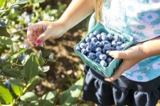 image of blueberry
