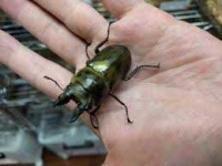 image of beetle #43