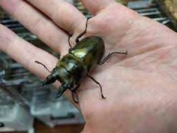 image of animal
