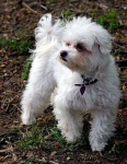 image of maltese_dog