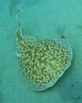 image of electric_ray #28