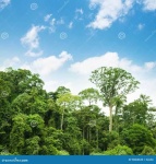 image of tropical_forest