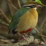 image of indian_pitta #5