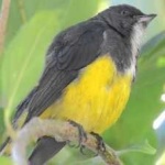 image of bird