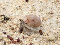 image of hermit_crab