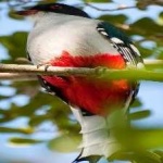 image of bird
