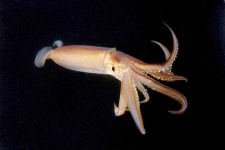image of animal