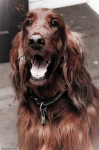 image of irish_setter #19