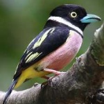 image of bird
