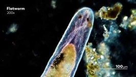 image of parasitic_flatworms