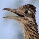 image of bird