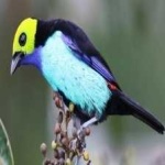 image of bird